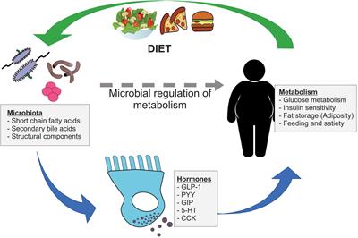 The Influence of the Gut Microbiome on Host Metabolism Through the Regulation of Gut Hormone Release